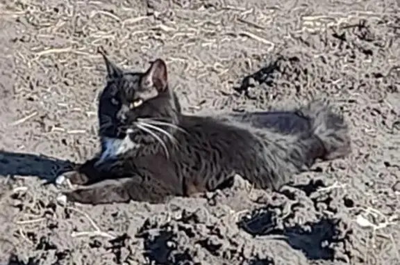Пропала кошка на Ферганской, 5, Красноярск