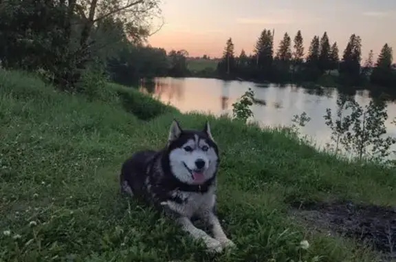 Собаки потеряшки, , фото: Потеряшка собака в Новом Мартьяново