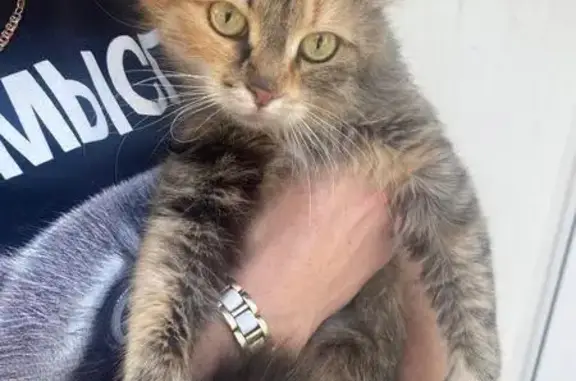 Найдена кошка, Клин, фото: Кошка найдена, ул. Карла Маркса, 45, Клин