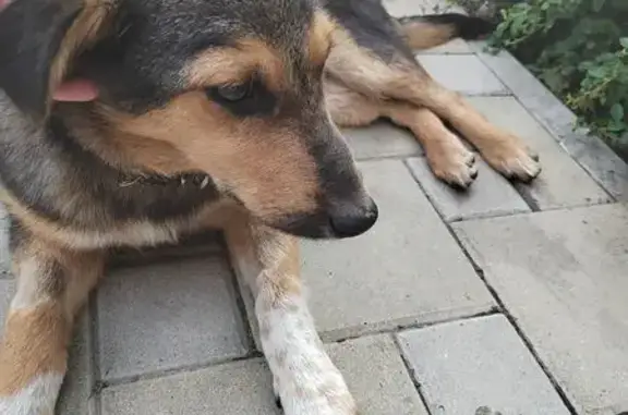 Щенок найден: ул. Уральская, 75к2, Краснодар