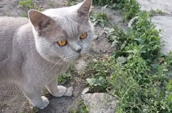 Кошка найдена: 1-й пр. Мусоргского, 60