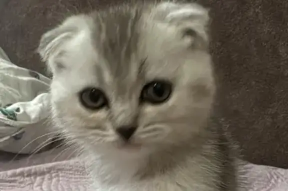 Пропала кошка, Вишнёвая ул., Таганрог