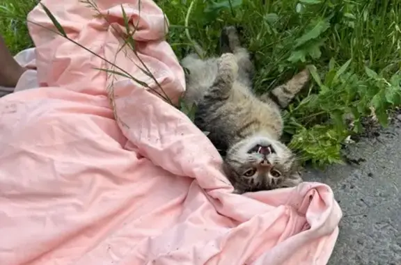 Найдена кошка, Ульяновск, фото: Кошка найдена: ул. Мичурина 8, Ульяновск