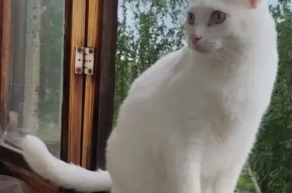 Кошки потеряшки, Новоуральск, фото: Потеряшка белая кошка, Жигаловского 2/2