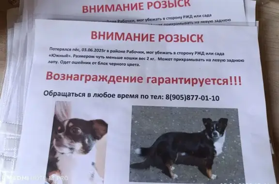 Пропал пёс: Сарапул, Кооперативная ул.