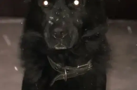 Собаки потеряшки, Красноярск, фото: Потеряшка овчарка, Горная 21, Красноярск