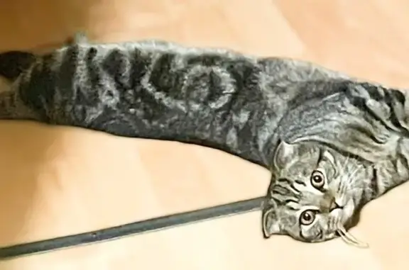 Кошки потеряшки, Тверь, фото: Потеряшка кошка на Корыткова, 12А, Тверь