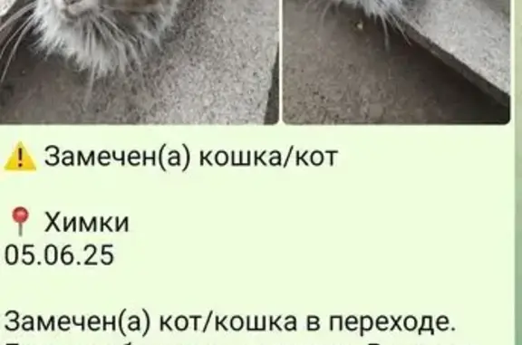 Кошка найдена: ул. Маяковского 1А, Химки