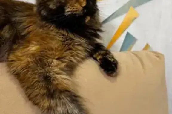 Кошки потеряшки, Екатеринбург, фото: Потеряшка кошка, ул. Мира, 12А, Екатеринбург