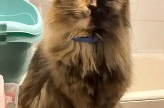 Кошки потеряшки, Калуга, фото: Потеряшка кошка, ул. Ромодановские Дворики, 51