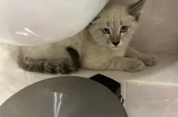 Котенок найден: пр. Победы 308, Челябинск