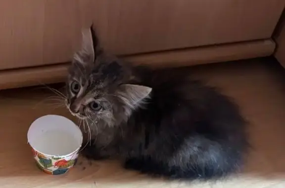 Найдена кошка, Березники, фото: Кошка найдена: Советский пр., 37, Березники