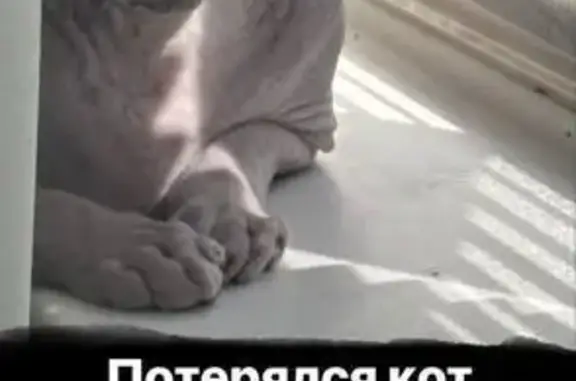 Пропала кошка Сфинкс, Отрадная 38, Казань
