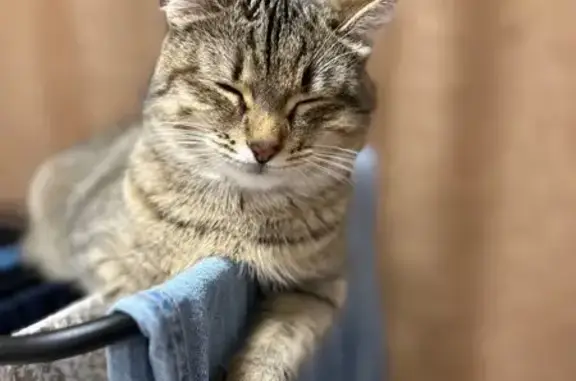 Кошка пропала, Революционная 80, Иваново