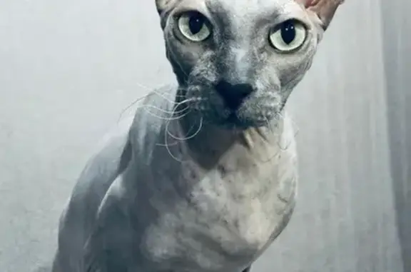 Пропала кошка, Отрадная 38, Казань