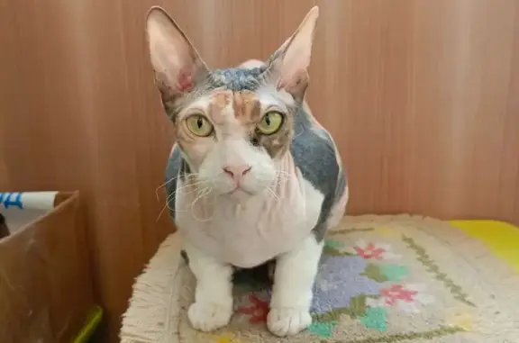 Кошки потеряшки, Киров, фото: Потеряшка кошка, Спасская ул. 59, Киров