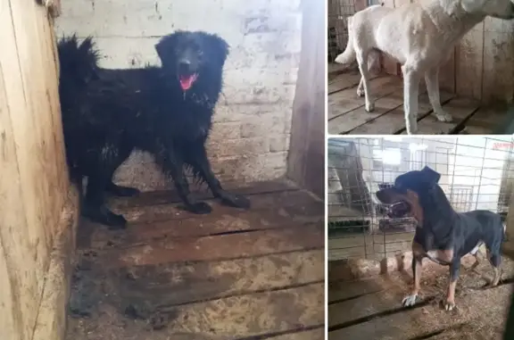 Найдена собака, Камышловский городской округ, фото: Собака найдена: Ирбитская, 66