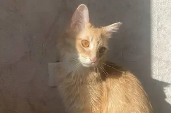 Пропала кошка, ул. Желябова 3, Пермь