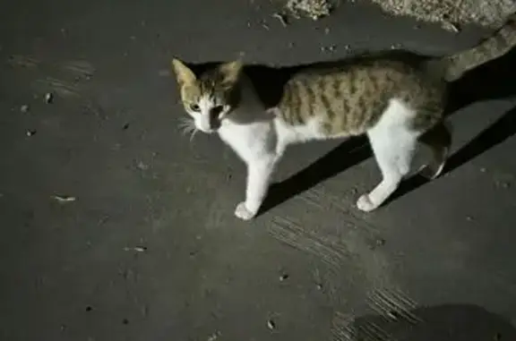 Кошка найдена: пер. Добролюбова, Москва