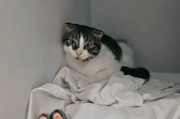 Кошки потеряшки, Тула, фото: Потеряшка кошка, ул. Революции, 6, Тула