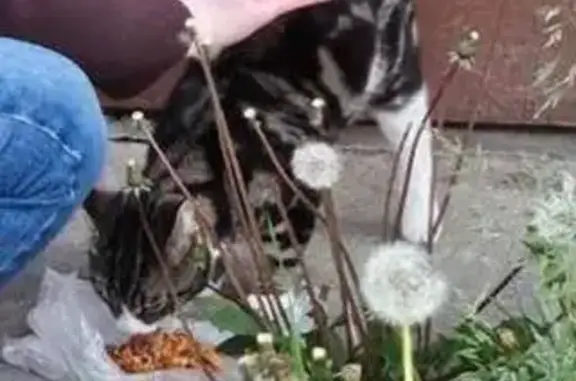 Кот найден: Искровский пр., 31, СПб