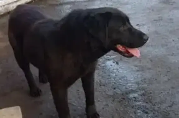 Найдена собака, Бийск, фото: Щенок найден: Красноярский пер. 44, Бийск