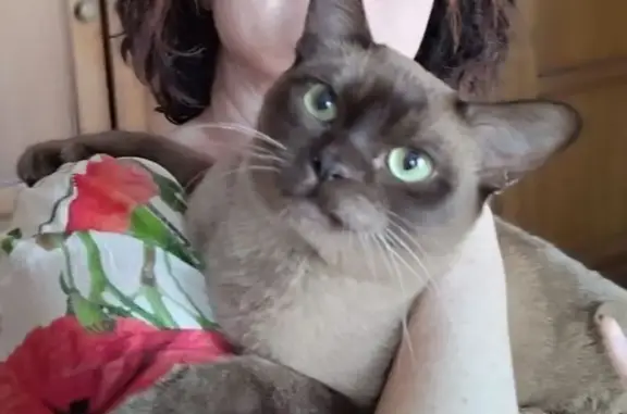 Потерянные животные Оренбург, фото: Пропала кошка, ул. 17 линия, Оренбург