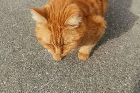 Найдена кошка, Осинники, фото: Кошка найдена на ул. Гагарина, 6, Осинники