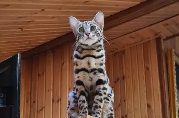 Пропала бенгальская кошка, Разливная ул.