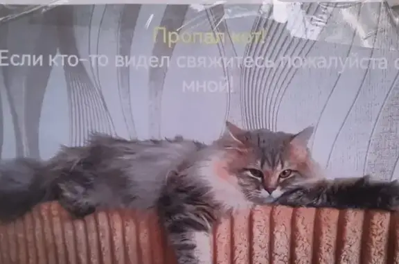 Пропала кошка, ул. Мадонская, 26