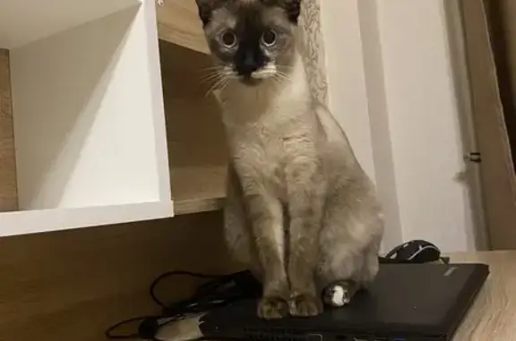 Кошки потеряшки, Таганрог, фото: Потеряшка сиамская кошка, Сызранова 26 к4