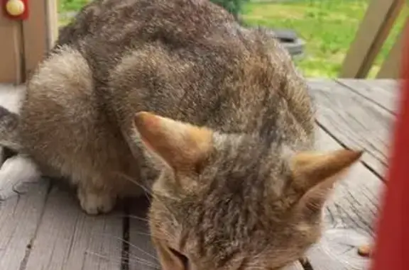 Кошка на площадке, Павловский тракт 269