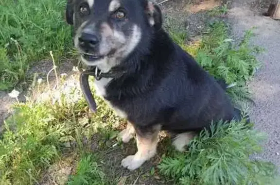 Собака найдена в Есаульском, Красноярск