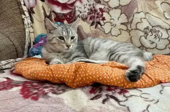 Кошки потеряшки, Добрянка, фото: Потеряшка кошка, ул. 50 лет Октября, 44/1