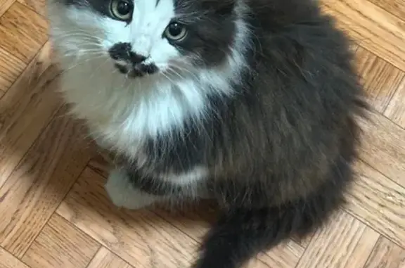Пропала кошка, Успенский пр., 93