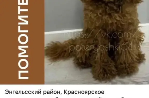 Пропал рыжий той-пудель, 6-я линия, Красноярск