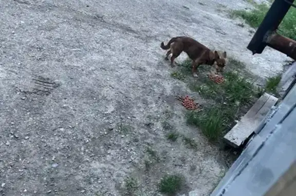 Найденные животные Нижневартовск, фото: Шоколадная собака у гаражей 2П-2, 24 с4А