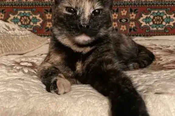 Кошка найдена: ул. Е. Колесовой, Ярославль