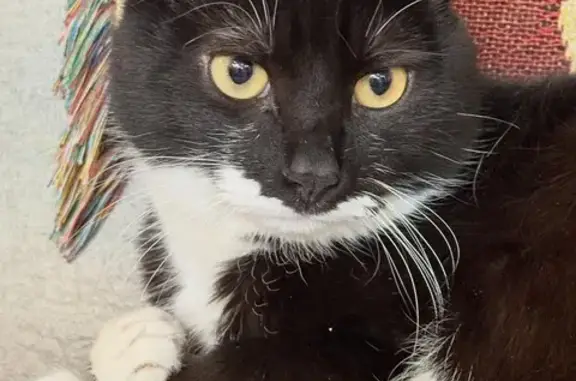 Кошки потеряшки, Дзержинск, фото: Потеряшка кот, Ленинского Комсомола 50, Дзержинск