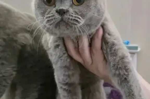 Найдена кошка, Воронеж, фото: Кот найден на ул. Моисеева, Воронеж