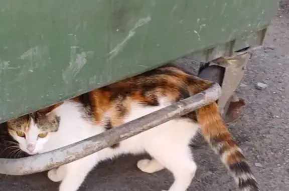 Кошка найдена у ТЦ 