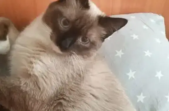 Кошки потеряшки, Златоуст, фото: Потеряшка кошка, ул. Мельнова 15, Златоуст