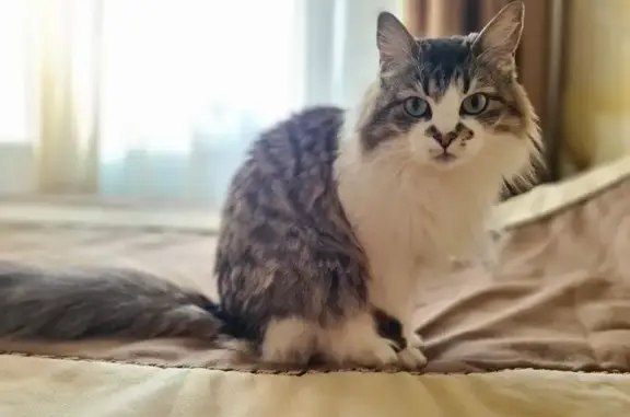 Кошки потеряшки, Елизово, фото: Потеряшка кошка, Набережная ул, 23, Елизово
