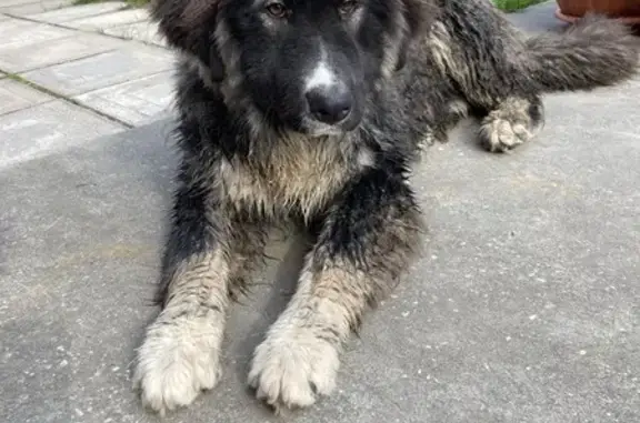 Найдена собака, , фото: Найдена собака, 13А, Моск. обл.
