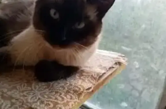 Пропала тайская кошка, ул. Тельмана, 55