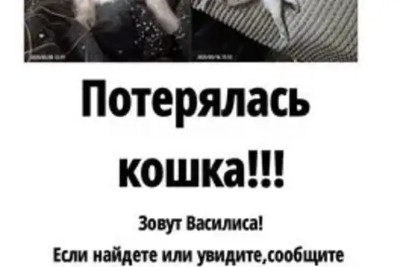 Кошки потеряшки, Челябинск, фото: Потеряшка кошка на Салютной улице, 2