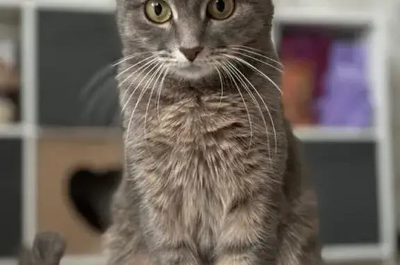 Кошки потеряшки, Уфа, фото: Потеряшка кошка, пр. Октября 53, Уфа