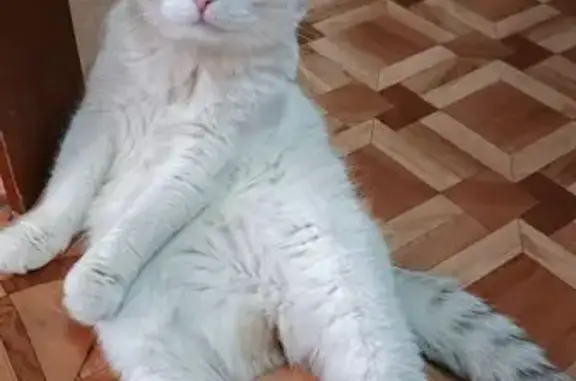 Пропала кошка, ул. Космонавтов 52, Арзамас