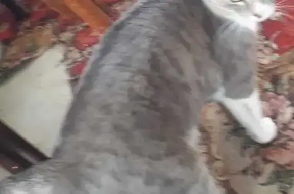 Пропала кошка, Птицефабрика 51, Омск