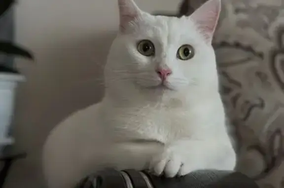 Объявления о пропавших и найденных животных, Арск, фото: Пропал белый кот, ул. Бурганова, 9, Арск